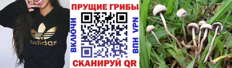 маркетплейс клад  Сухиничи  Псилоцибиновые грибы MAGIC MUSHROOMS 